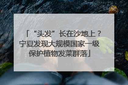“头发”长在沙地上？宁夏发现大规模国家一级保护植物发菜群落
