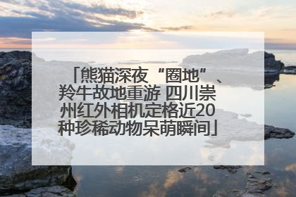 熊猫深夜“圈地”、羚牛故地重游 四川崇州红外相机定格近20种珍稀动物呆萌瞬间