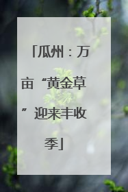 瓜州：万亩“黄金草”迎来丰收季