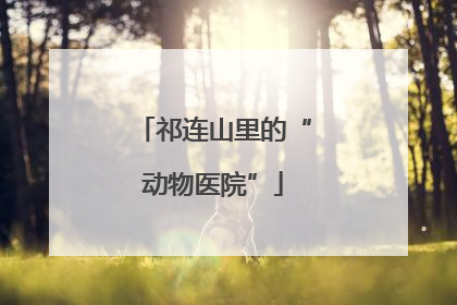 祁连山里的“动物医院”