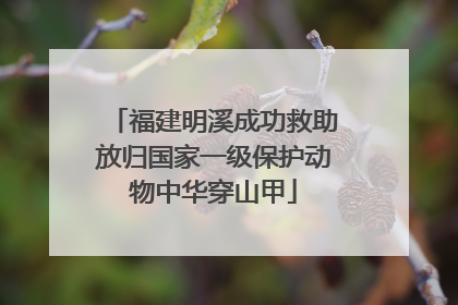 福建明溪成功救助放归国家一级保护动物中华穿山甲