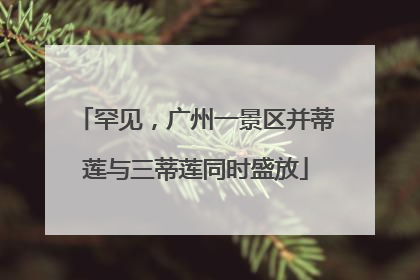 罕见，广州一景区并蒂莲与三蒂莲同时盛放