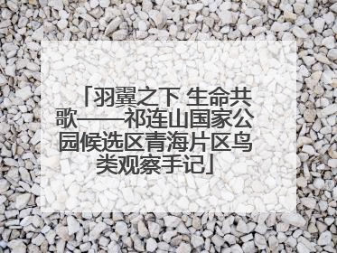 羽翼之下 生命共歌——祁连山国家公园候选区青海片区鸟类观察手记