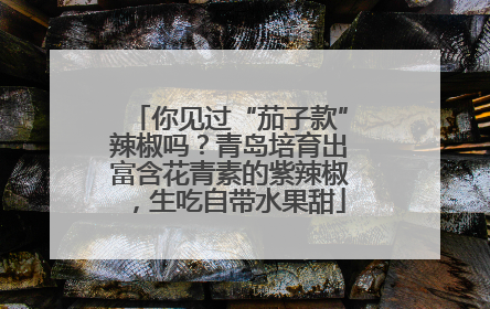 你见过“茄子款”辣椒吗？青岛培育出富含花青素的紫辣椒，生吃自带水果甜