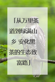 从万里茶道到绿满山乡 安化黑茶的生态致富路