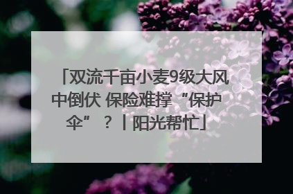 双流千亩小麦9级大风中倒伏 保险难撑“保护伞”？丨阳光帮忙