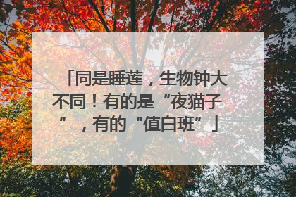 同是睡莲，生物钟大不同！有的是“夜猫子”，有的“值白班”