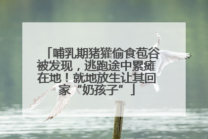 哺乳期猪獾偷食苞谷被发现，逃跑途中累瘫在地！就地放生让其回家“奶孩子”