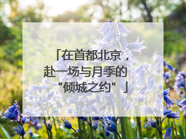 在首都北京，赴一场与月季的“倾城之约”