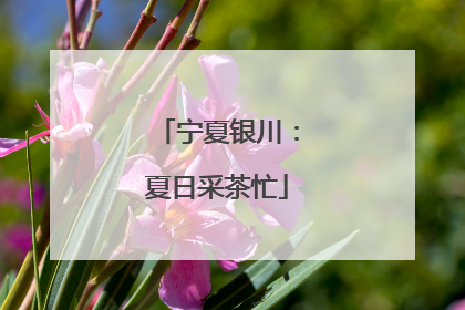 宁夏银川：夏日采茶忙