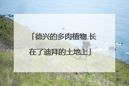 德兴的多肉植物 长在了迪拜的土地上