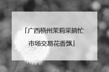 广西横州茉莉采摘忙 市场交易花香飘