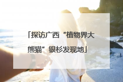 探访广西“植物界大熊猫”银杉发现地