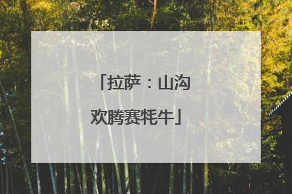 拉萨：山沟欢腾赛牦牛