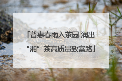 普惠春雨入茶园 润出“湘”茶高质量致富路