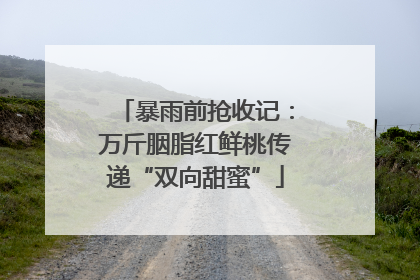 暴雨前抢收记：万斤胭脂红鲜桃传递“双向甜蜜”
