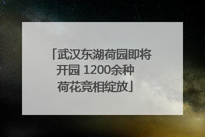 武汉东湖荷园即将开园 1200余种荷花竞相绽放