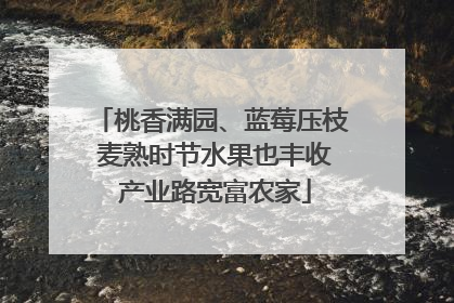 桃香满园、蓝莓压枝 麦熟时节水果也丰收 产业路宽富农家