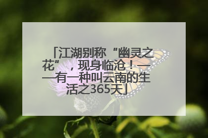 江湖别称“幽灵之花”，现身临沧！——有一种叫云南的生活之365天