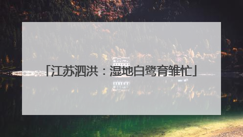 江苏泗洪：湿地白鹭育雏忙
