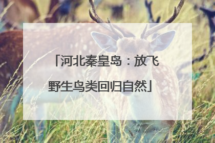 河北秦皇岛：放飞野生鸟类回归自然