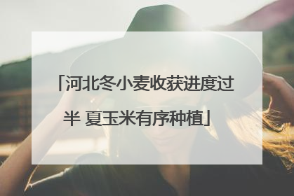 河北冬小麦收获进度过半 夏玉米有序种植