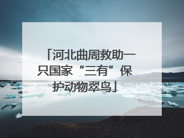 河北曲周救助一只国家“三有”保护动物翠鸟