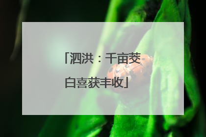 泗洪：千亩茭白喜获丰收