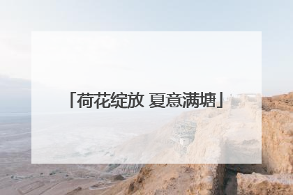 荷花绽放 夏意满塘
