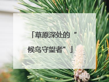 草原深处的“候鸟守望者”