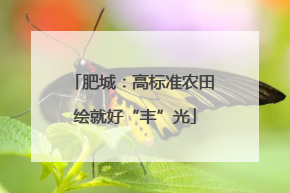 肥城：高标准农田绘就好“丰”光