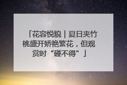 花容悦貌｜夏日夹竹桃盛开娇艳繁花，但观赏时“碰不得”