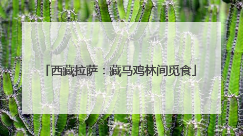 西藏拉萨：藏马鸡林间觅食