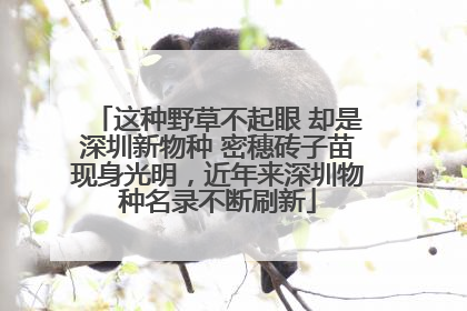 这种野草不起眼 却是深圳新物种 密穗砖子苗现身光明，近年来深圳物种名录不断刷新