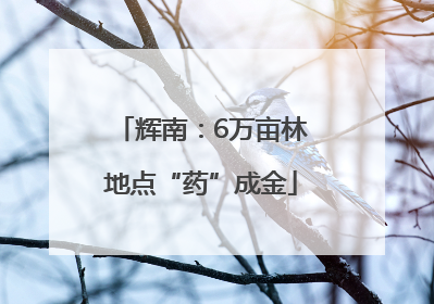 辉南：6万亩林地点“药”成金