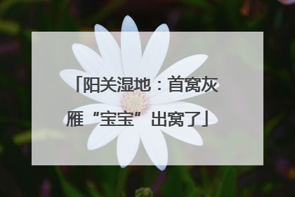 阳关湿地：首窝灰雁“宝宝”出窝了