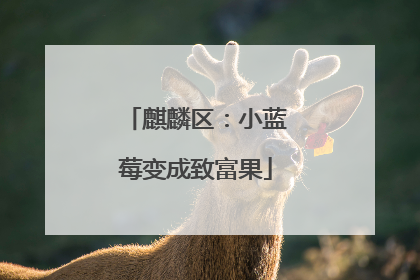 麒麟区：小蓝莓变成致富果