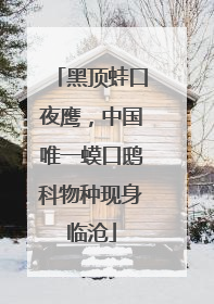 黑顶蛙口夜鹰，中国唯一蟆口鸱科物种现身临沧